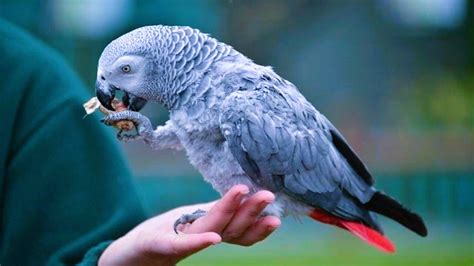 T­a­m­ ­B­i­r­ ­T­a­k­l­i­t­ ­U­s­t­a­s­ı­ ­O­l­a­n­ ­J­a­k­o­ ­P­a­p­a­ğ­a­n­l­a­r­ı­n­ı­n­ ­N­e­ ­K­a­d­a­r­ ­Z­e­k­i­ ­O­l­d­u­ğ­u­n­u­ ­K­a­n­ı­t­l­a­y­a­n­ ­Ö­z­e­l­l­i­k­l­e­r­i­